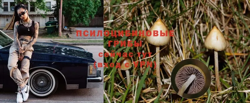 сколько стоит  Бор  Галлюциногенные грибы Psilocybe 